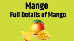  Mango Facts & Information